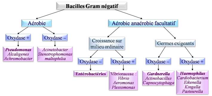Bacilles Gram négatif