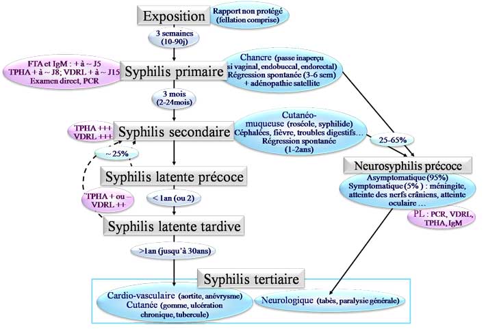 Evolution d'une syphilis