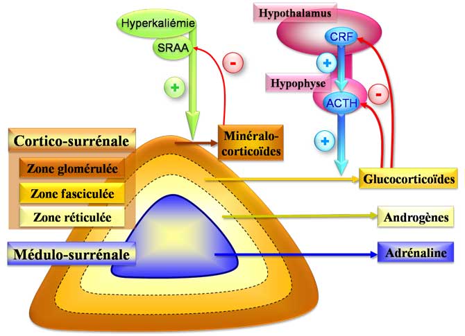 Physiologie Des Glandes Surr nales V l c Research OPHYS