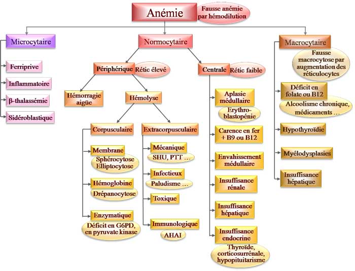 Etiologies des différentes anémies