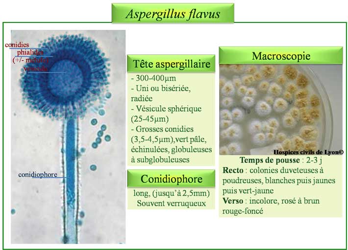 Aspergillus flavus