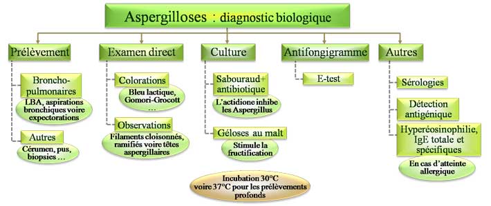 Aspergillus : diagnostic biologique