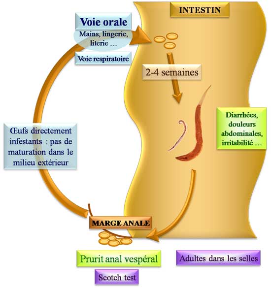 Cycle de l'oxyure (Enterobius vermicularis)