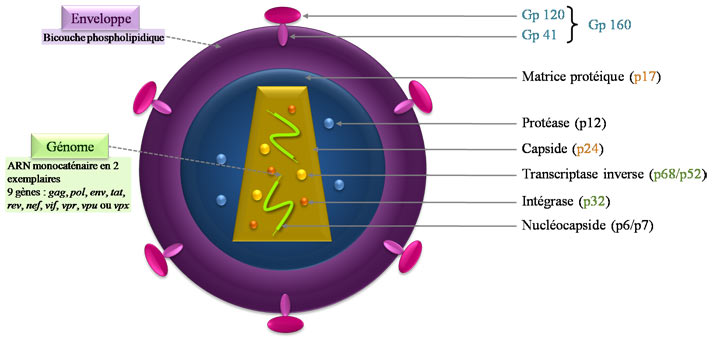Structure du VIH