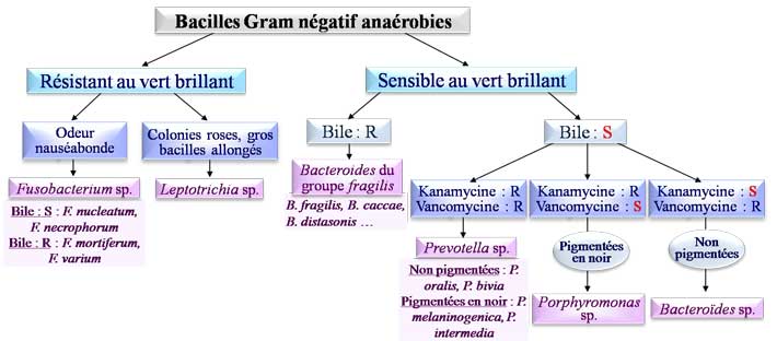 Bacilles Gram négatif anaérobies