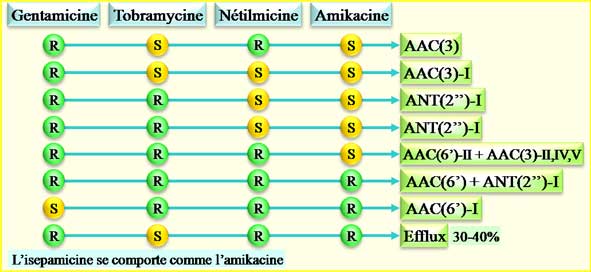 Résistance aux aminosides