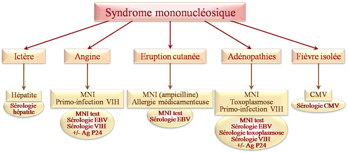 Orientation étiologique d'un syndrome mononucléosique