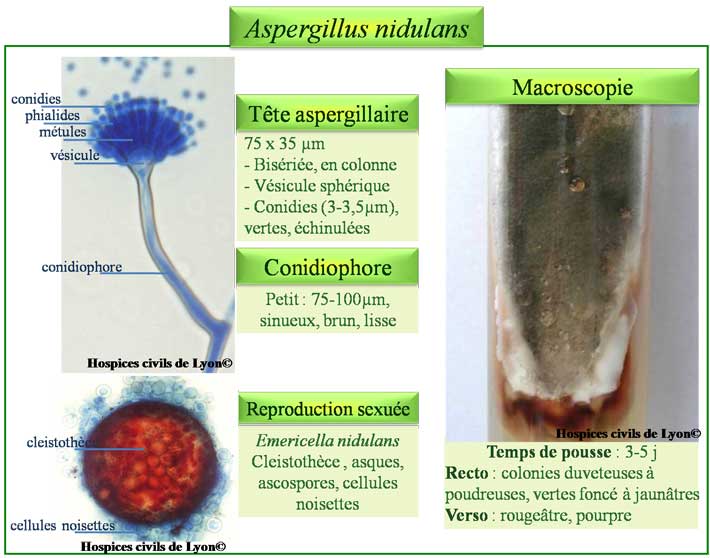 Aspergillus nidulans