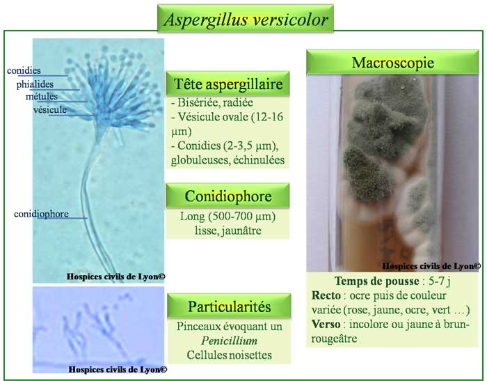 Aspergillus versicolor
