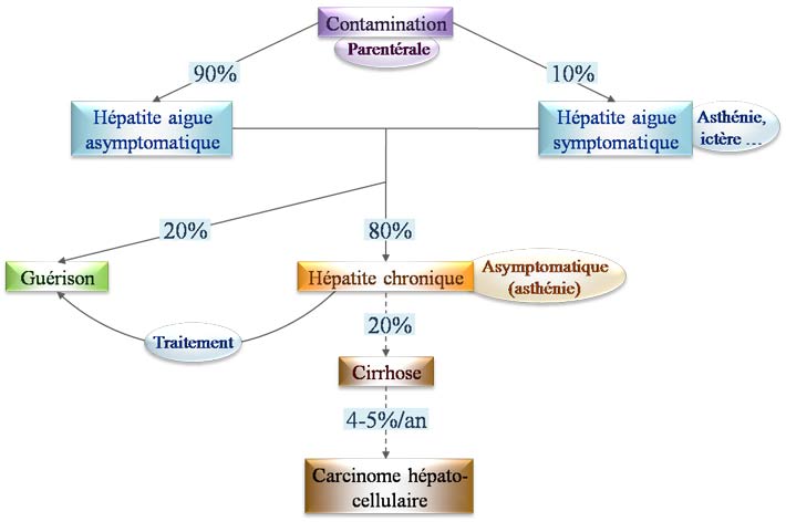 Evolution d'une hépatite C